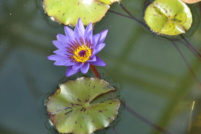 ディレクターＧＴムーア