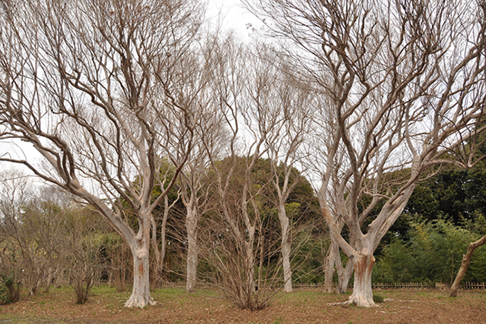 木々のシンメトリー