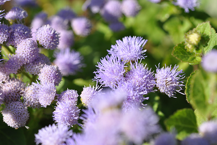 カッコウアザミ２