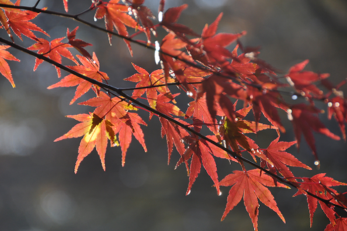 紅葉１５