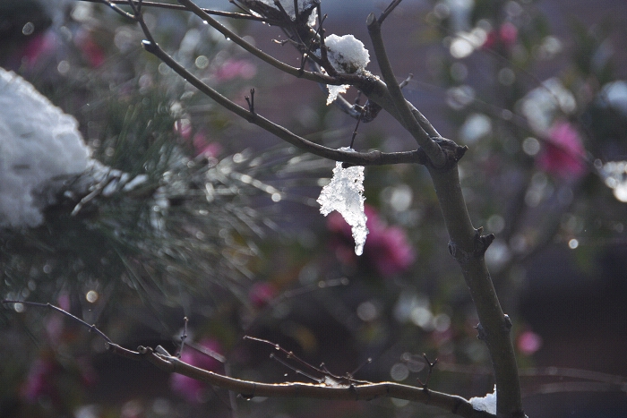 枝の雪