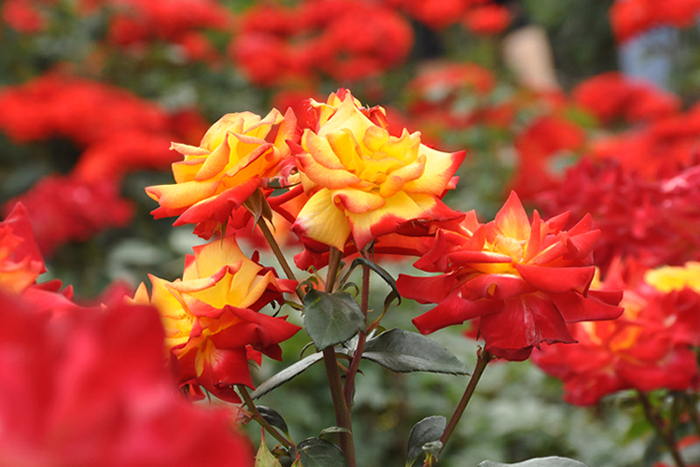 チャールストン