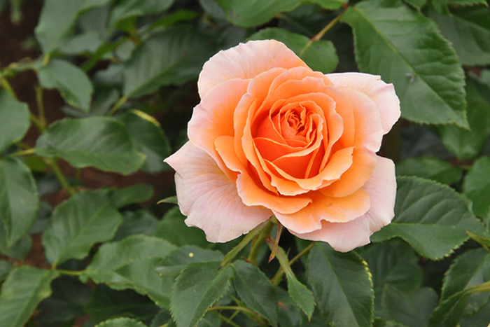 国際ばら新品種コンクール・２００３年度入賞花