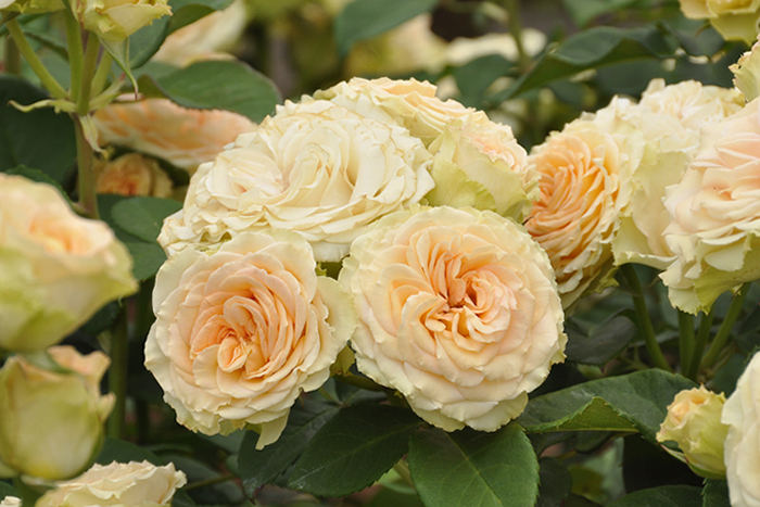 エメラルド・アイル