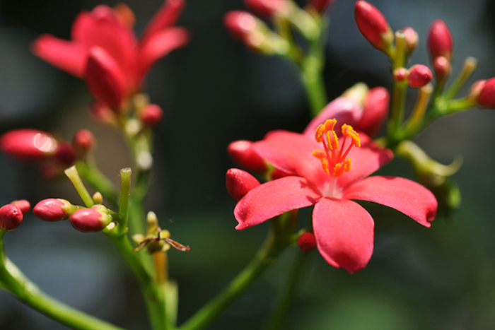 ナンヨウザクラ