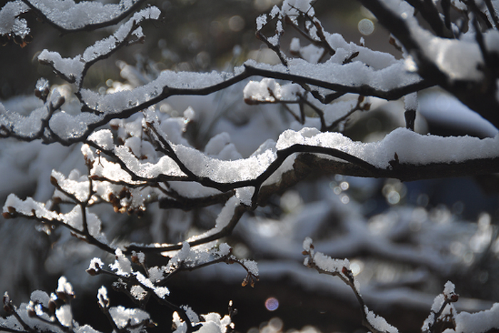 枝の雪２