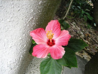 2010-1-11-3.jpg