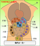 木村多江体内メーカー