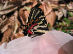 IMG_1711X.jpg