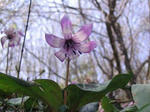 IMG_1723X.jpg