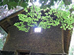 IMG_2369A.jpg