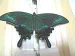 IMG_3081B.jpg