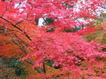 IMG_4991A.jpg