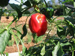 IMG_4575A.jpg