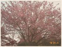 桜（レトロ風）