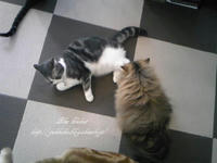 猫まるカフェ　-3