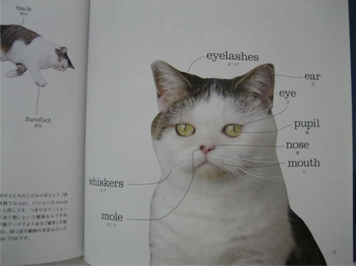 まこ２