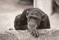 55e85287.gif