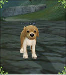 ペット紹介＠がん蔵