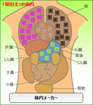 保田圭体内メーカー