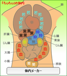 香椎由宇体内メーカー