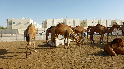 らくだ ラクダ 駱駝 Camelus キャメル 鶴と亀の旅物語