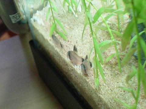 DSC01513.JPG