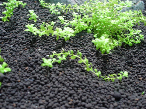 DSC01787.JPG