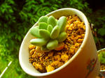 PICT0087.jpg