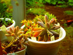 PICT0008.jpg