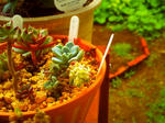 PICT0010.jpg