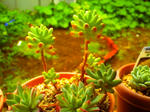 PICT0012.jpg