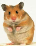 hamu.jpg