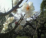 NEC_0262.JPG