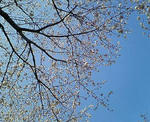 NEC_0144.JPG