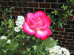 IMG_3342.JPG