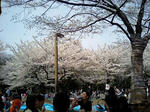 人：桜の花びら＝1:1