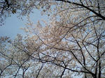 桜色の空