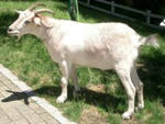 208px-Goat_01.jpg