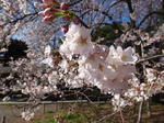 DSC01261.jpg