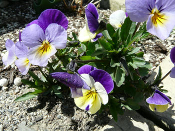 P1010763.JPG