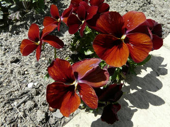 P1010764.JPG
