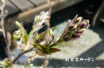 P1010790.JPG