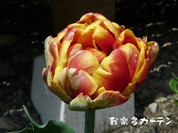 P1010831.JPG
