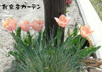 20090420_174244766.JPG