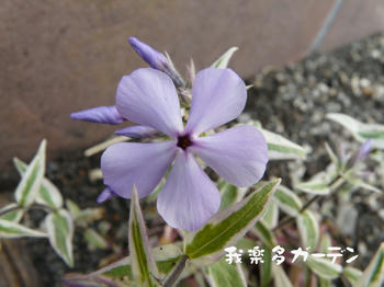 P1010860.JPG