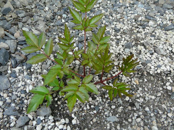 P1010847.JPG