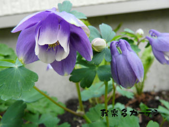 P1020007.JPG
