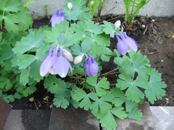 P1020006.JPG