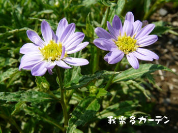 P1020033.JPG